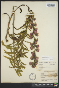 Liatris squarrosa image