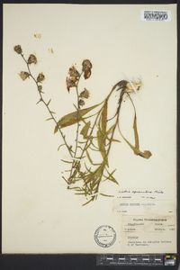 Liatris squarrosa image
