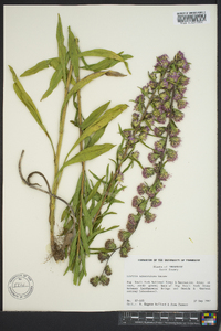 Liatris squarrosa image