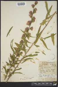 Liatris squarrosa image