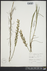 Liatris acidota image