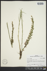 Liatris acidota image