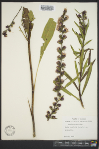 Liatris aspera image