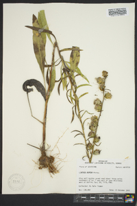 Liatris aspera image