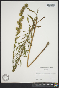 Liatris aspera image