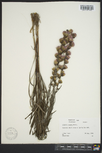 Liatris aspera image