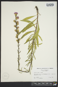 Liatris aspera image