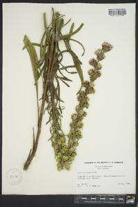 Liatris aspera image