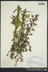 Liatris aspera image