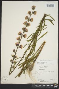 Liatris aspera image