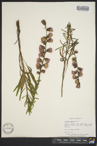 Liatris aspera image