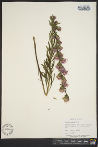 Liatris aspera image