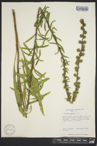 Liatris aspera image