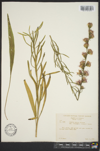 Liatris aspera image