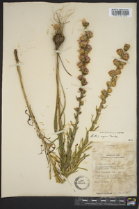 Liatris aspera image