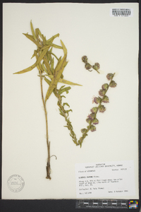 Liatris aspera image