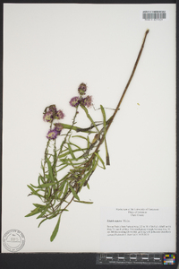 Liatris aspera image