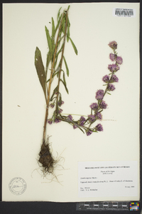 Liatris aspera image