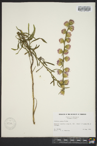 Liatris aspera image