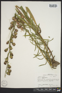 Liatris aspera image