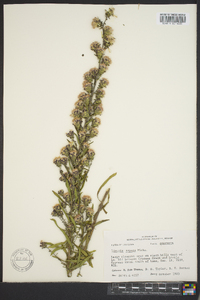 Liatris aspera image