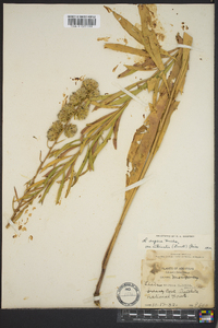 Liatris aspera image