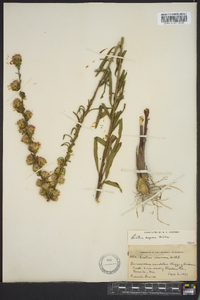 Liatris aspera image