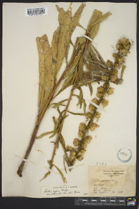 Liatris aspera image