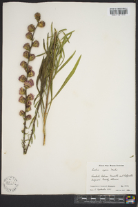 Liatris aspera image