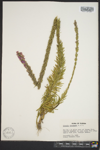 Liatris chapmanii image