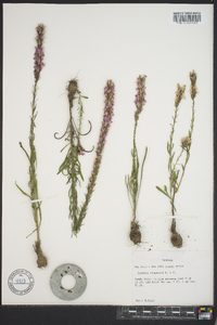 Liatris chapmanii image