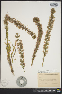 Liatris chapmanii image