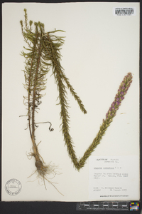 Liatris chapmanii image