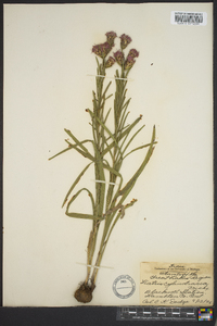 Liatris cylindracea image