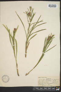 Liatris punctata image