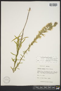 Liatris elegans image