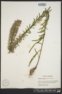 Liatris elegans image