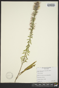 Liatris elegans image