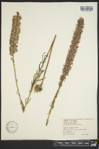 Liatris elegans image