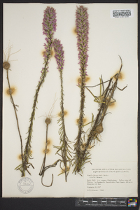 Liatris elegans image