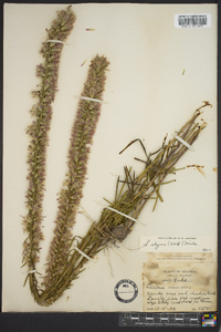 Liatris elegans image