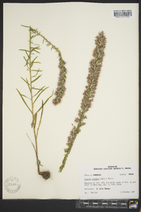 Liatris elegans image