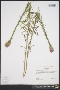 Liatris elegans image