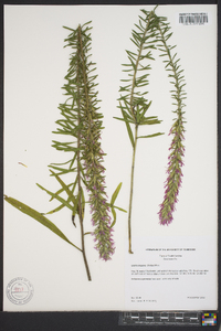 Liatris elegans image