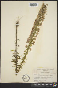 Liatris elegans image