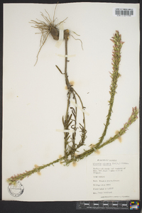 Liatris elegans image