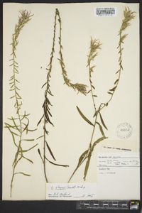 Liatris elegans image