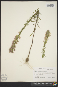 Liatris elegans image