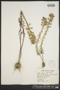 Liatris elegans image