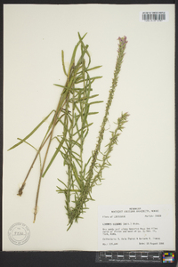 Liatris elegans image